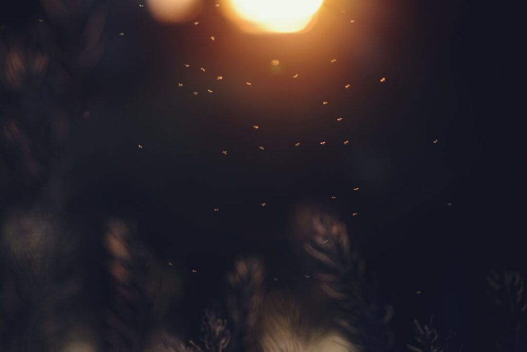 Photo Free Certifications